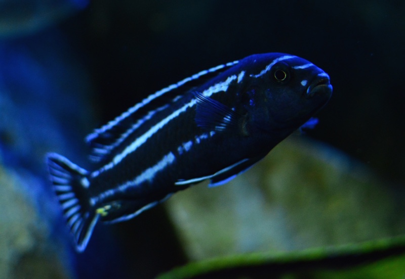 Pseudotropheus cyaneorhabdos 'Maingano Island'